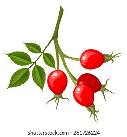 Vector rosehip branch with red berries isolated on a white background.