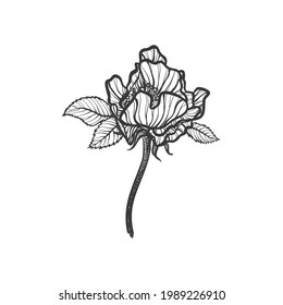 Vector Rosehip roses in the style of closed contrasting line graphics. Border with delicate leaves branches and petals for interiors ceramics advertising home decor. Minimalist black and white drawing