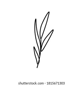 Rama vectorial romero con línea negra.Comida simple e ilustración de cocina en estilo doodle sobre un fondo blanco aislado dibujado a mano.Diseño para redes sociales, web, publicidad, banners, menús.