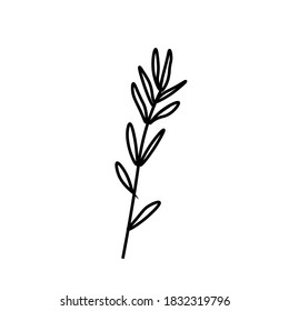 Vector rosemary branch with a black line.Simple food and cooking illustration in doodle style on a white isolated background hand drawn.Design for social networks,web,banners,menus,recipes.