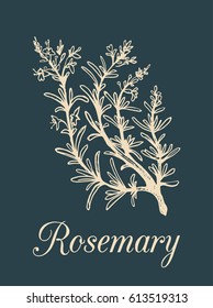 Vector rosemary branch illustration. Hand drawn sketch of cosmetic plant in engraving style. Botanical illustration of organic culinary herb isolated.