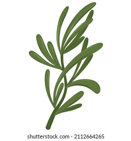 Vector rosemary branch. Isolated rosemary on white background