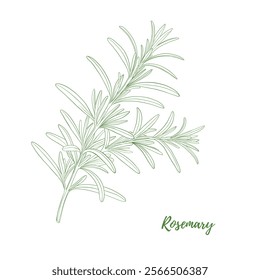 Vector rosemary branch with leaves line art illustration, graphic line herb greenery combination. Rosemary spice for fish. Engraving. Harvest. Great for any designs, textile, menu, packaging