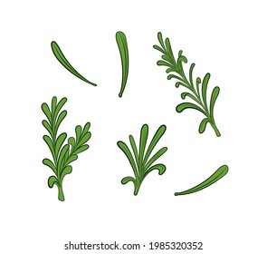 Vector rosemary plant illustration, leaves isolated on white backgound, green color.