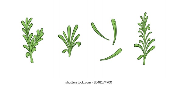 Vector rosemary plant illustration, leaves isolated on white background, green colored icons set, spices drawing.