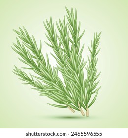 Vector Rosemary. A set of bunch of rosemary. Medicinal plant. Fragrant plant for seasoning.