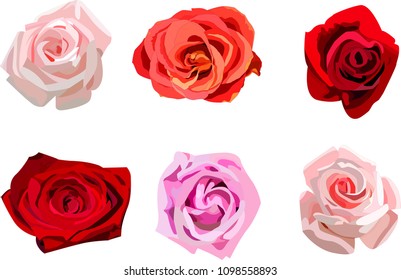 Vector roses, beautiful, set of 6 pieces of different colors.