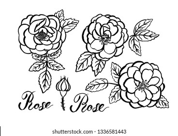 Vector roses. Can be used as romantic background for web pages, wedding invitations, greeting cards, postcards, textile design, tatoos, stickers, prints.