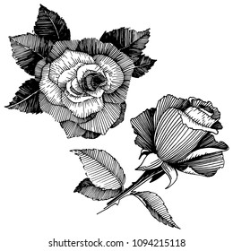 Vector roses. Floral botanical flower. Wild spring leaf wildflower isolated. Vector wildflower for background, texture, wrapper pattern, frame or border.