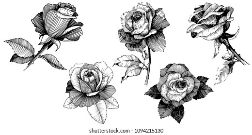 Vector roses. Floral botanical flower. Wild spring leaf wildflower isolated. Vector wildflower for background, texture, wrapper pattern, frame or border.