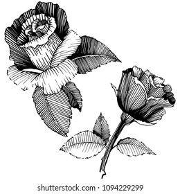 Vector roses. Floral botanical flower. Wild spring leaf wildflower isolated. Vector wildflower for background, texture, wrapper pattern, frame or border.