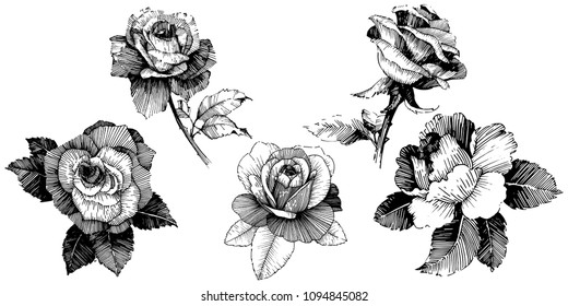 Vector roses. Floral botanical flower. Wild spring leaf wildflower isolated. Vector wildflower for background, texture, wrapper pattern, frame or border.