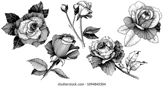 Vector roses. Floral botanical flower. Wild spring leaf wildflower isolated. Vector wildflower for background, texture, wrapper pattern, frame or border.