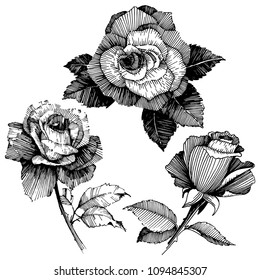 Vector roses. Floral botanical flower. Wild spring leaf wildflower isolated. Vector wildflower for background, texture, wrapper pattern, frame or border.