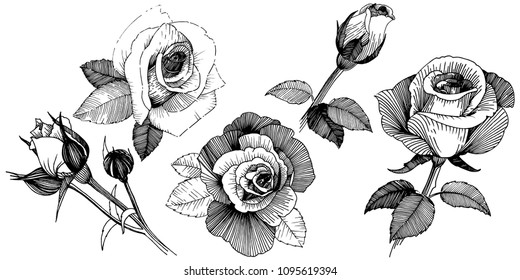 Vector roses. Floral botanical flower. Wild spring leaf wildflower isolated. Vector wildflower for background, texture, wrapper pattern, frame or border.