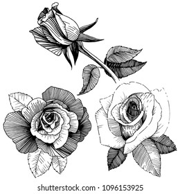 Vector roses. Floral botanical flower. Wild spring leaf wildflower isolated. Vector wildflower for background, texture, wrapper pattern, frame or border.
