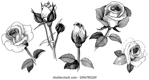 Vector roses. Floral botanical flower. Wild spring leaf wildflower isolated. Vector wildflower for background, texture, wrapper pattern, frame or border.