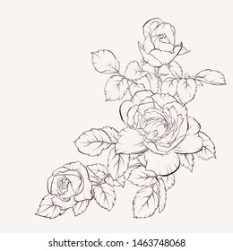 Vector roses flower isolated. Element for design. Hand-drawn contour lines and strokes. 