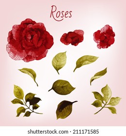 Vector roses and leaves, watercolor, can be used as greeting card, invitation card for wedding, birthday and other holiday and  summer background