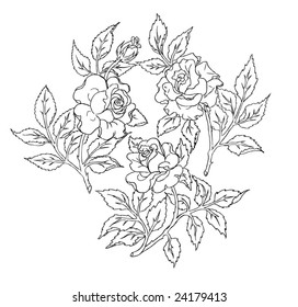 Vector roses. Trace of freehand drawing.