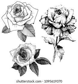 Vector roses. Wild spring leaf wildflower isolated. Floral botanical flower.Vector wildflower for background, texture, wrapper pattern, frame or border.