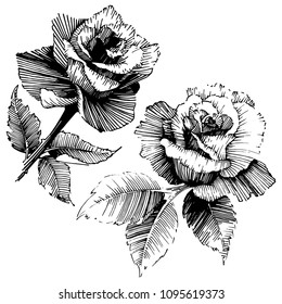 Vector roses. Wild spring leaf wildflower isolated. Floral botanical flower.Vector wildflower for background, texture, wrapper pattern, frame or border.