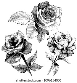 Vector roses. Wild spring leaf wildflower isolated. Floral botanical flower.Vector wildflower for background, texture, wrapper pattern, frame or border.