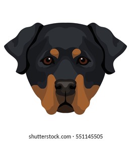 Vector rottweiler dog face zoo animal icon isolated on white background