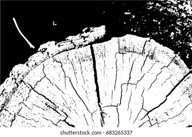 Vector rough aged wood texture cross section of tree rings. Cut slice of wooden stump isolated on white.