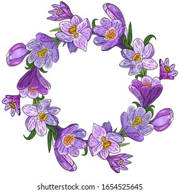 Marco de crocus floral circular del vector: corona de cruces malvas primaverales y elementos florales de croco sobre un fondo blanco.