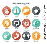 Vector round icons of internal human organs Flat design