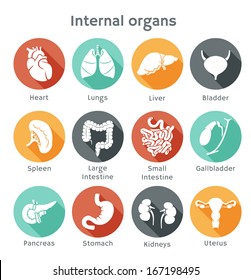 Vector round icons of internal human organs Flat design