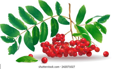Vector rowan branch with berries