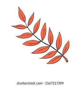 Vector rowan branch with red leaves, freehand drawing, nature element, clip art in doodle flat style, black outline. Theme of forest, happy fall