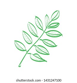 Vector Rowan Leaf, Hand Drawn Illustration. Cross Hatch Pencil Sketch Style.