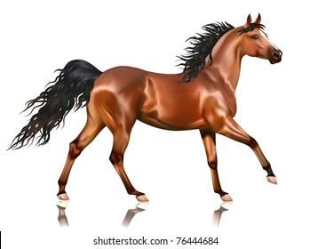 Vector running bay arabian horse isolated on white background