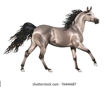Vector running gray arabian horse isolated on white background