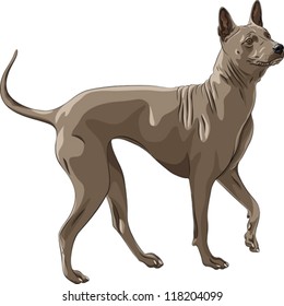 vector running red Thai Ridgeback Dog breed