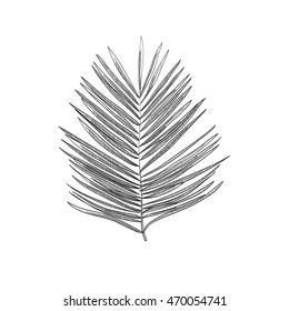 vector Ruscus for bouquets
