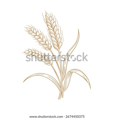 Vector rye triticale wheat branch with berries line art illustration, graphic line ginger. wheat with seeds. Farming Engraving style. Ingredient. Great for any designs, textile, art, walls, package