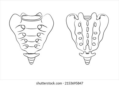 Vector of Sacrum and coccyx.
-The sacrum, is a large, flat triangular shaped bone nested between the hip bones and positioned below (L5).The coccyx, commonly known as the tailbone, is below the sacrum