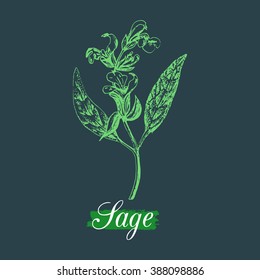 Vector sage illustration in engraving style. Hand drawn botanical sketch of culinary herb. Spice plant salvia isolated.