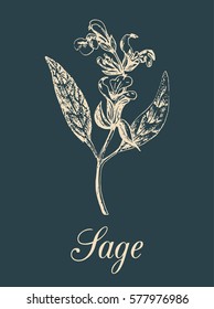 Vector sage illustration in engraving style. Hand drawn botanical sketch of culinary herb. Spice plant salvia isolated.
