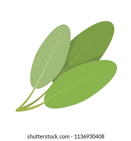 Vector sage illustration isolated in cartoon style. Herbs and Species Series