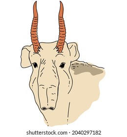 Vector Saiga portrait. Saiga antelope or Saiga tatarica illustration.