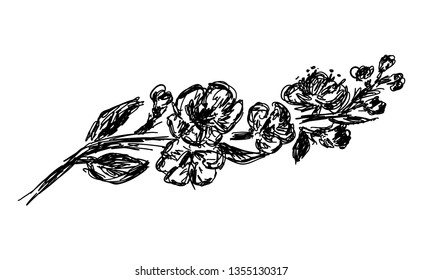 Vector sakura branch illustration isolated on white background. Flower vector illustration in black outline and white plane on white background.