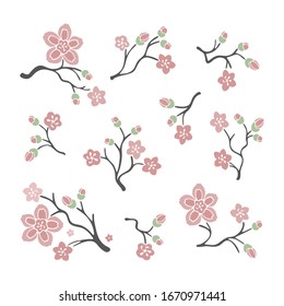 Vector sakura branch illustration isolated on white background. Set of Japanese cherry blossoms with flowers.