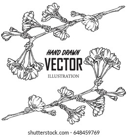 Vector sakura branch illustration isolated on white. Ink painting