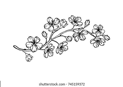 Blooming Cherry Branch Vector Illustration Sakura Stock Vector (Royalty ...