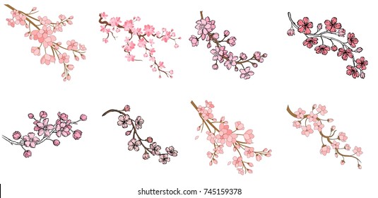 Vector Sakura Branch Illustration Isolated On White Background. Ink Painting For Your Design.